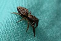 Marpissa muscosa