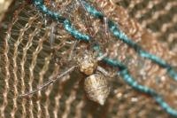 Tmarus