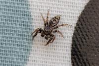 Marpissa muscosa