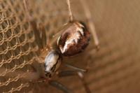 Linyphia triangularis