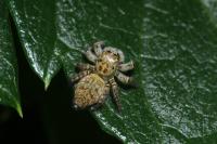 Carrhotus xanthogramma