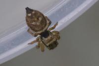 Heliophanus tribulosus