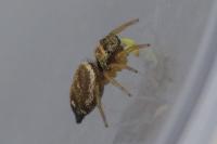 Heliophanus tribulosus