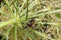 Synema globosum