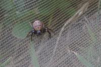 Xysticus