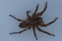Zoropsis spinimana