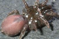 Atypus affinis