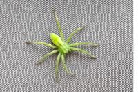 Micrommata ligurina