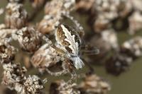 Aculepeira ceropegia