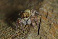 Carrhotus xanthogramma