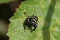 Evarcha arcuata