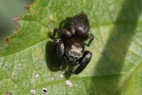 Evarcha arcuata