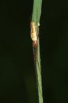 Tetragnatha