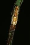 Tetragnatha