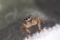 Marpissa muscosa