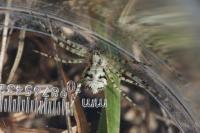 Philodromus margaritatus