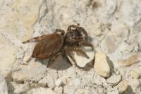 Evarcha falcata