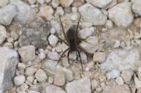 Aulonia albimana