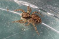 Pseudeuophrys lanigera