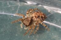 Pseudeuophrys lanigera