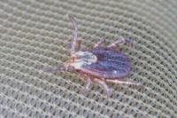 Dermacentor reticulatus