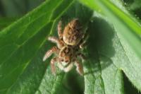 Carrhotus xanthogramma