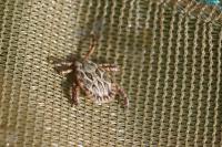 Dermacentor marginatus