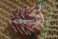 Dermacentor marginatus