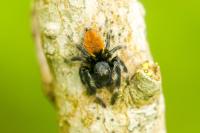Carrhotus xanthogramma