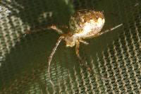 Metellina