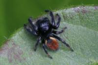 Carrhotus xanthogramma