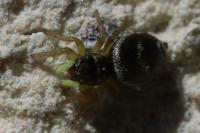 Heliophanus