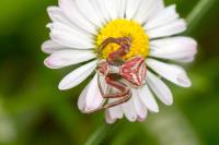 Thomisus onustus