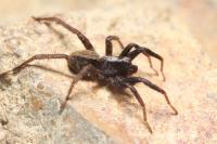 Alopecosa aculeata