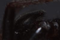 Alopecosa aculeata