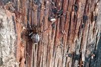 Neriene montana