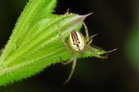 Mangora acalypha
