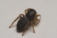 Heliophanus