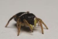 Heliophanus