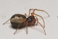Pachygnatha
