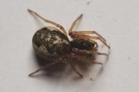 Pachygnatha