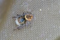 Carrhotus xanthogramma