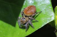 Carrhotus xanthogramma