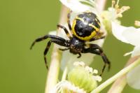 Synema globosum