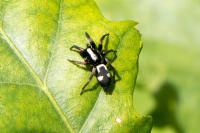 Kishidaia conspicua