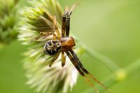 Xysticus