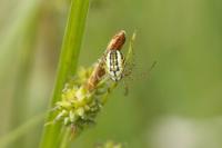 Mangora acalypha