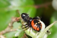 Synema globosum