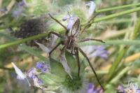 Pisaura mirabilis
