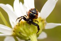 Synema globosum